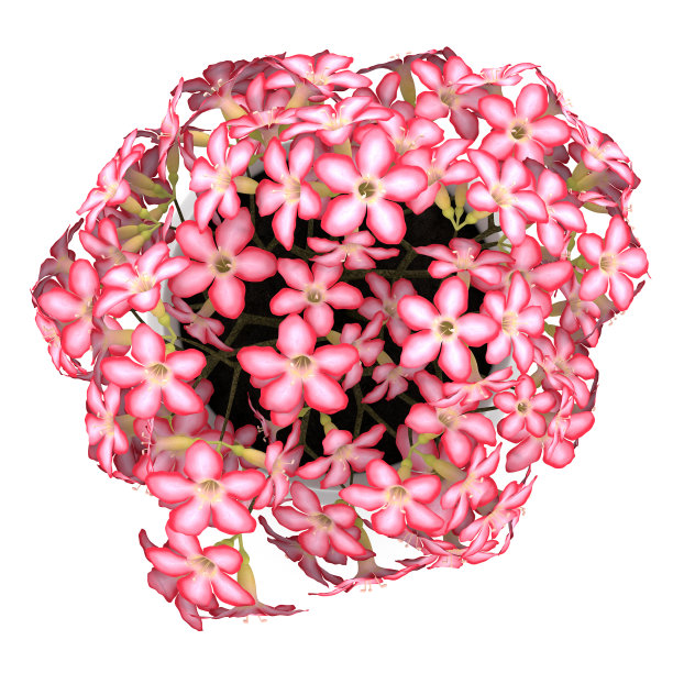 顶视图粉红色的花在盆中孤立的白色图片下载