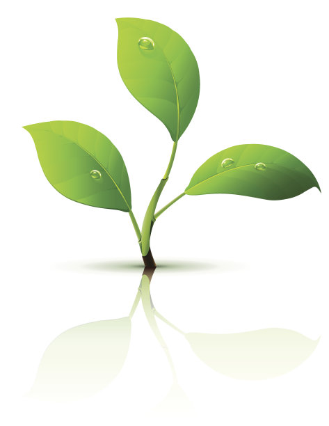 嫩芽嫩叶，带露珠图片下载