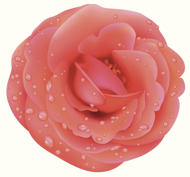 带露珠的红玫瑰图片下载