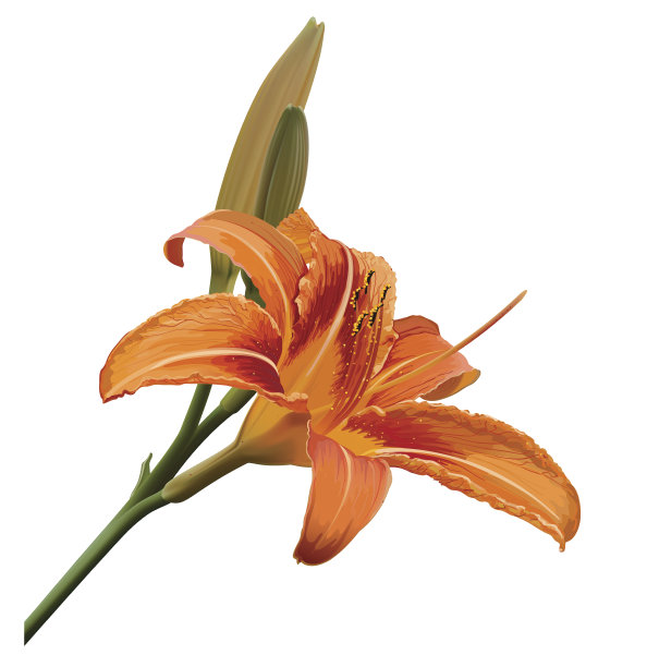 向量百合花上白色图片下载