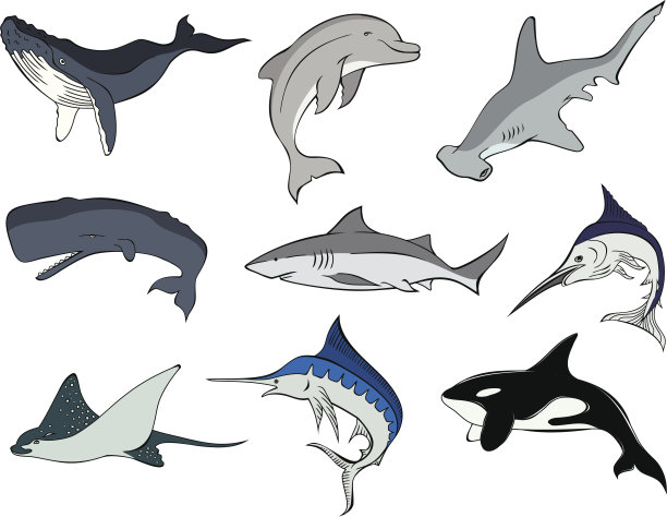 海洋生物5图片下载