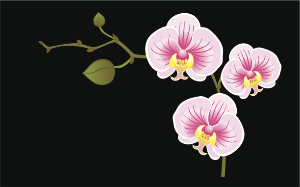 盛开的兰花图片下载