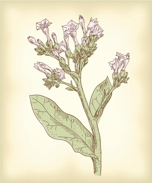 烟草花。图片下载