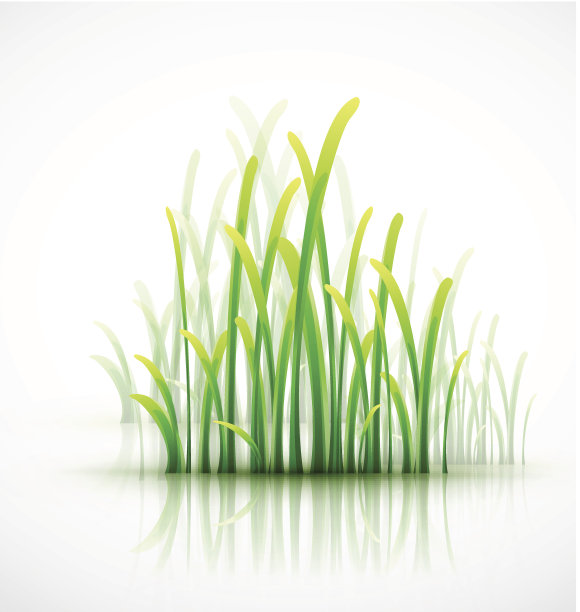 绿光矢草图片下载