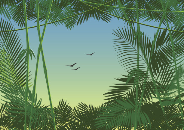 丛林森林图片下载