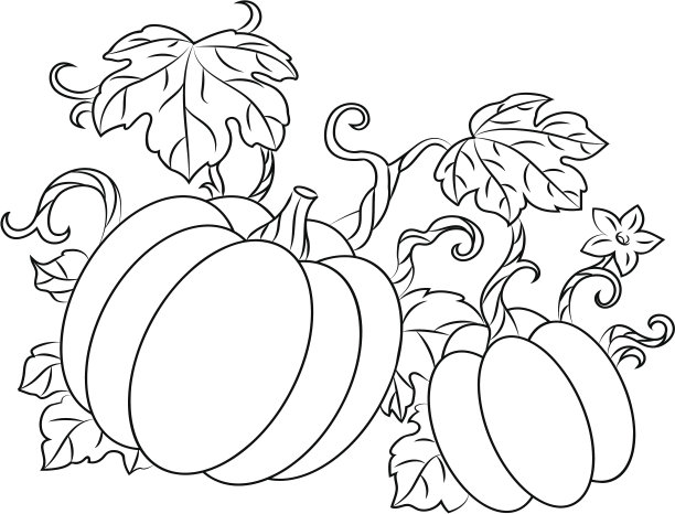 南瓜收获图片下载