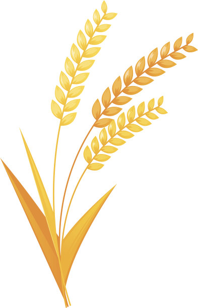 小麦的耳朵素材图片