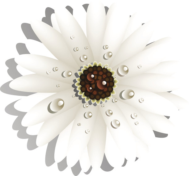 美丽的白色葛柏雏菊素材图片