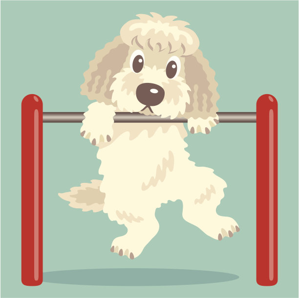 Labradoodle, Goldendoodle锻炼图片下载