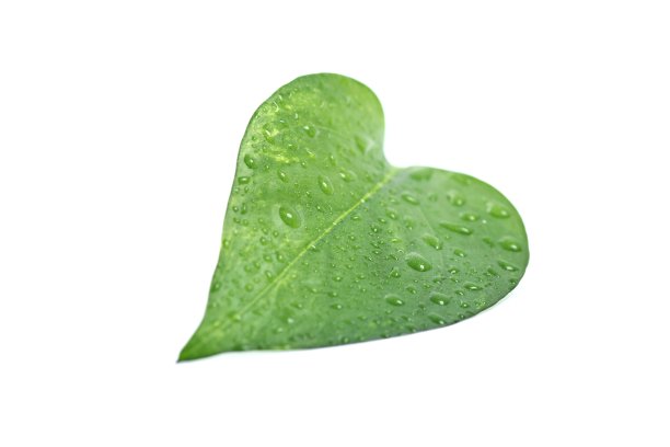 白色背景上的绿叶图片下载