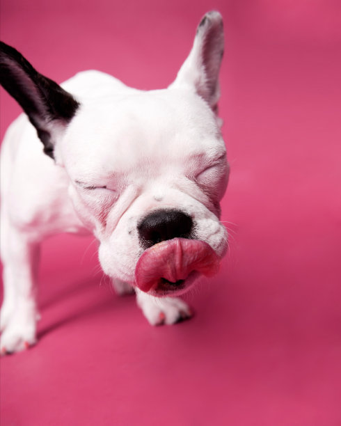 法国斗牛犬舔她的嘴唇在粉红色的背景。图片下载