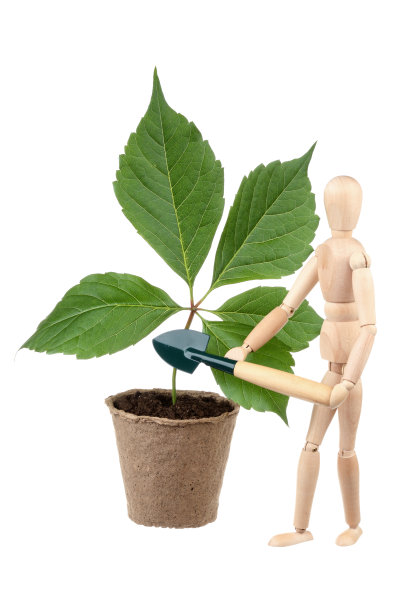 Dummy和Virginia creeper图片下载