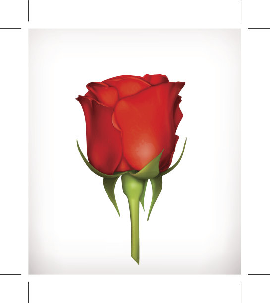 红玫瑰图片下载