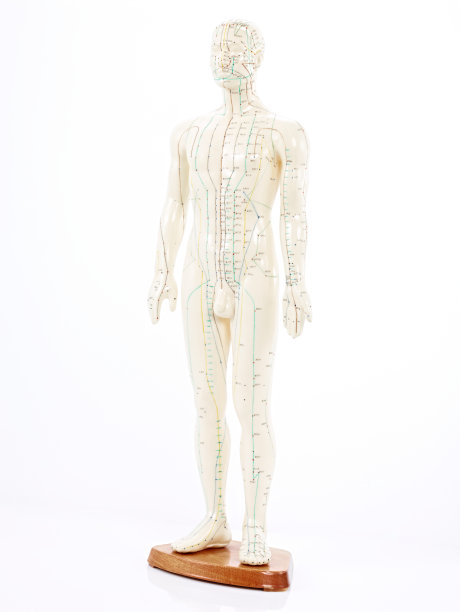 医学娃娃全身图片下载