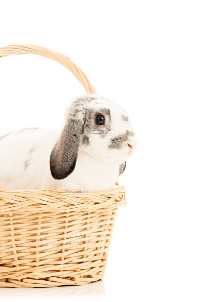 复活节兔子在篮子里(孤立)图片下载