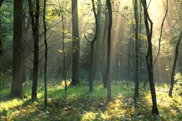 阳光在森林图片下载