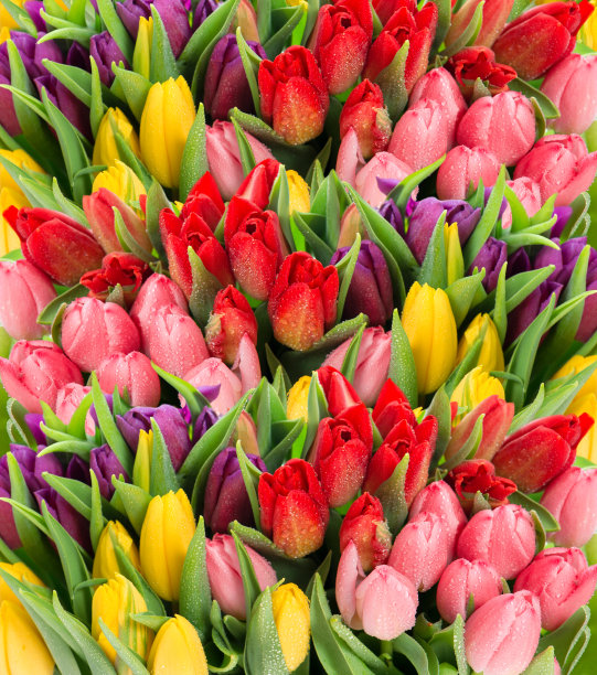 新鲜的春天郁金香花与水滴图片下载