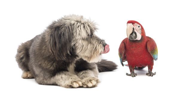 杂种，4岁，撒谎，舔图片下载