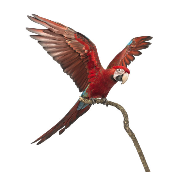 绿翅金刚鹦鹉，绿翅金刚鹦鹉，1岁，栖息在枝上图片下载