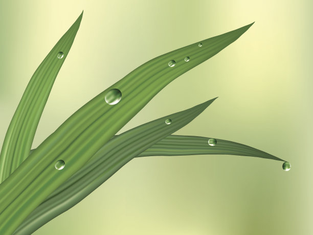 带露珠的绿叶向量图片下载