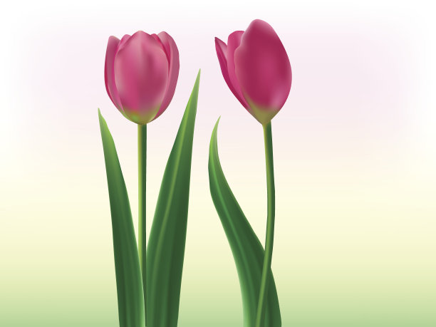 郁金香的情人图片下载