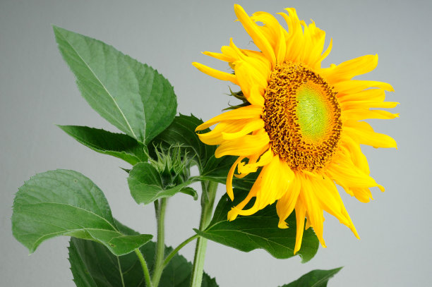 美丽的向日葵在灰色的背景图片下载