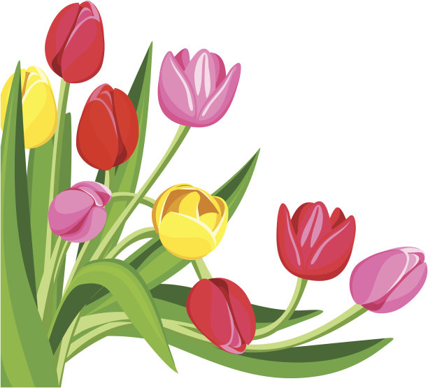 颜色的郁金香。矢量插图。图片下载