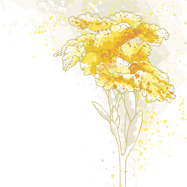 美人蕉花在白色的背景图片下载