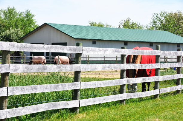 马栅栏后面图片下载