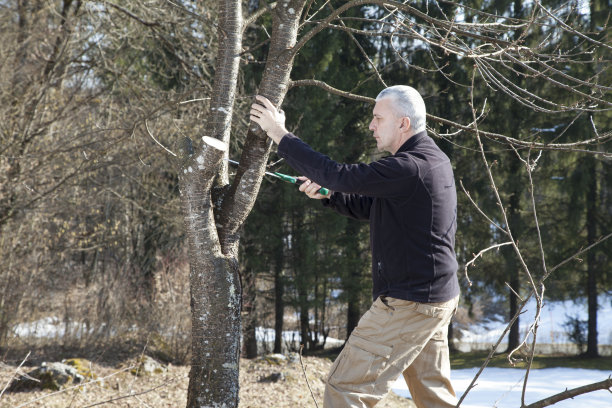 中年园丁正在锯果树图片下载