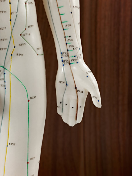 医用玩偶的左手图片下载