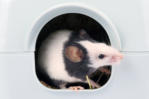 小老鼠往洞外看图片下载