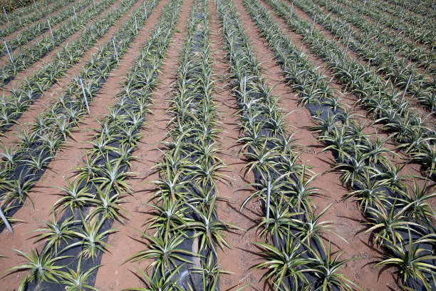 领域的背景图片下载