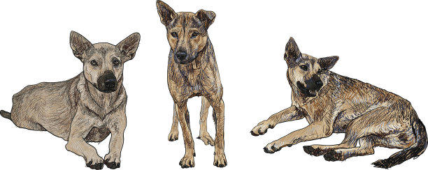 狗狗摆3个姿势图片下载