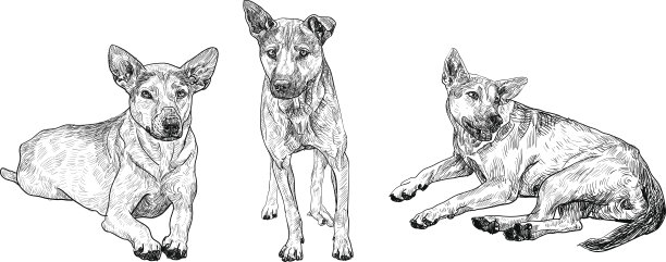 狗狗摆3个姿势图片下载