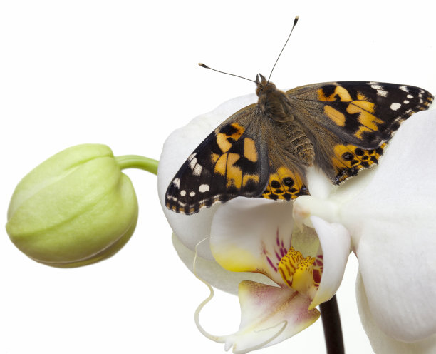 兰花与蝴蝶图片下载