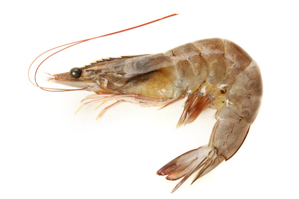 新鲜的虾图片下载