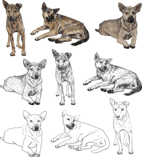 狗狗摆3个姿势图片下载