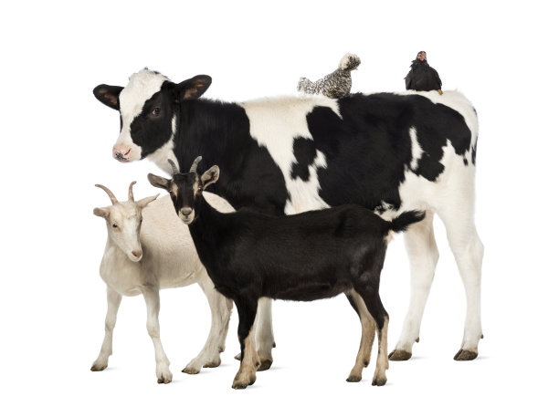8个月大的小牛与波兰鸡和山羊站在一起图片下载