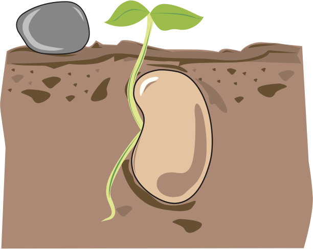 种子的生长图片下载
