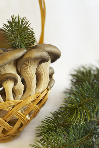 牡蛎蘑菇图片下载