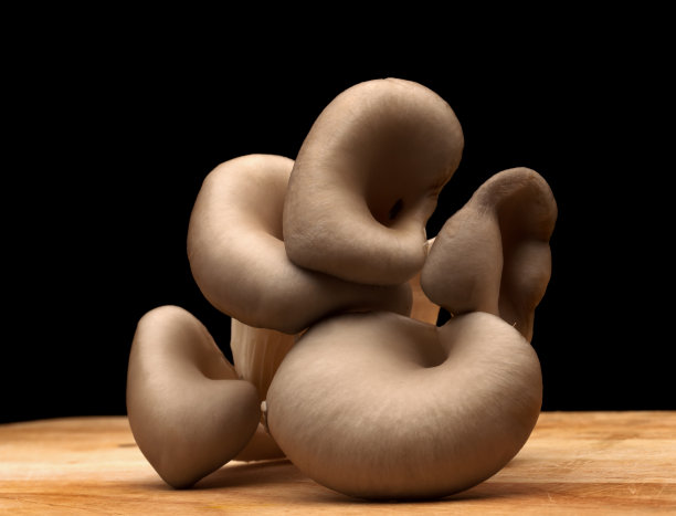 牡蛎蘑菇图片下载