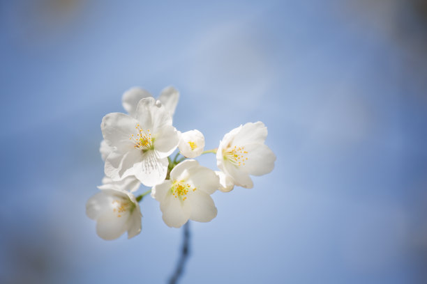 白色的樱花图片下载