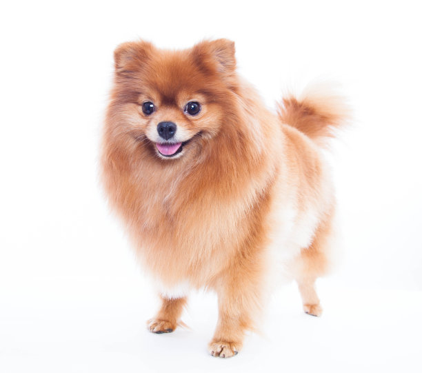 波美拉尼亚的狗图片下载