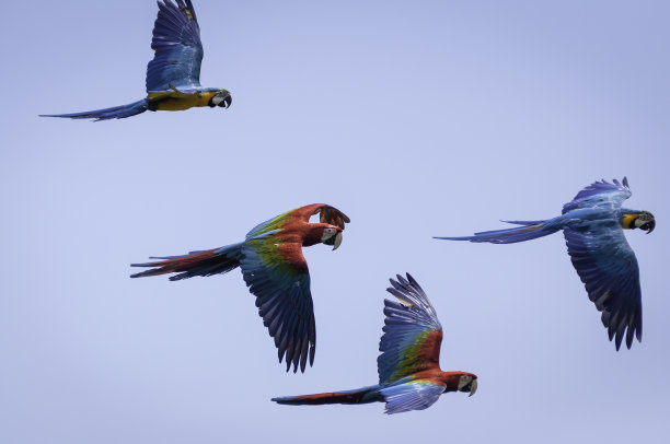 一群飞翔的鹦鹉图片下载