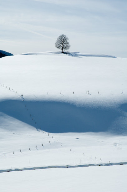 雪地下的田野树的轮廓图片下载