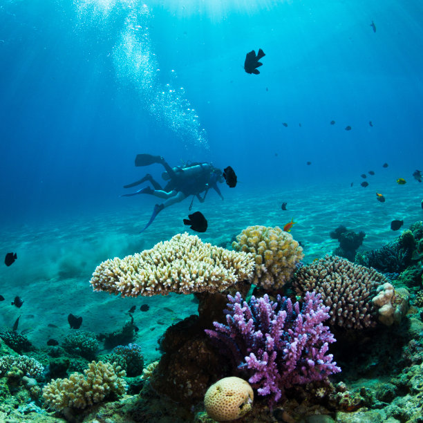 在珊瑚礁进行水肺潜水图片下载