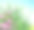 雏菊花园图片下载