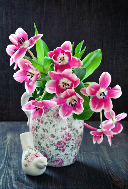 粉色郁金香图片下载