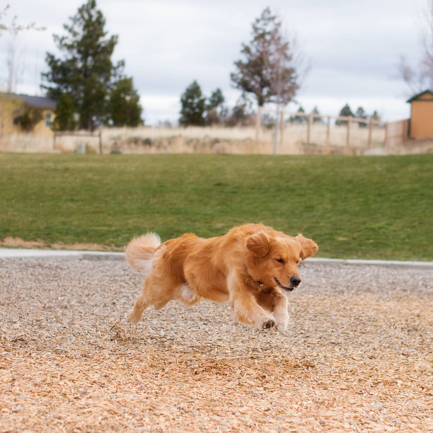寻回犬图片下载